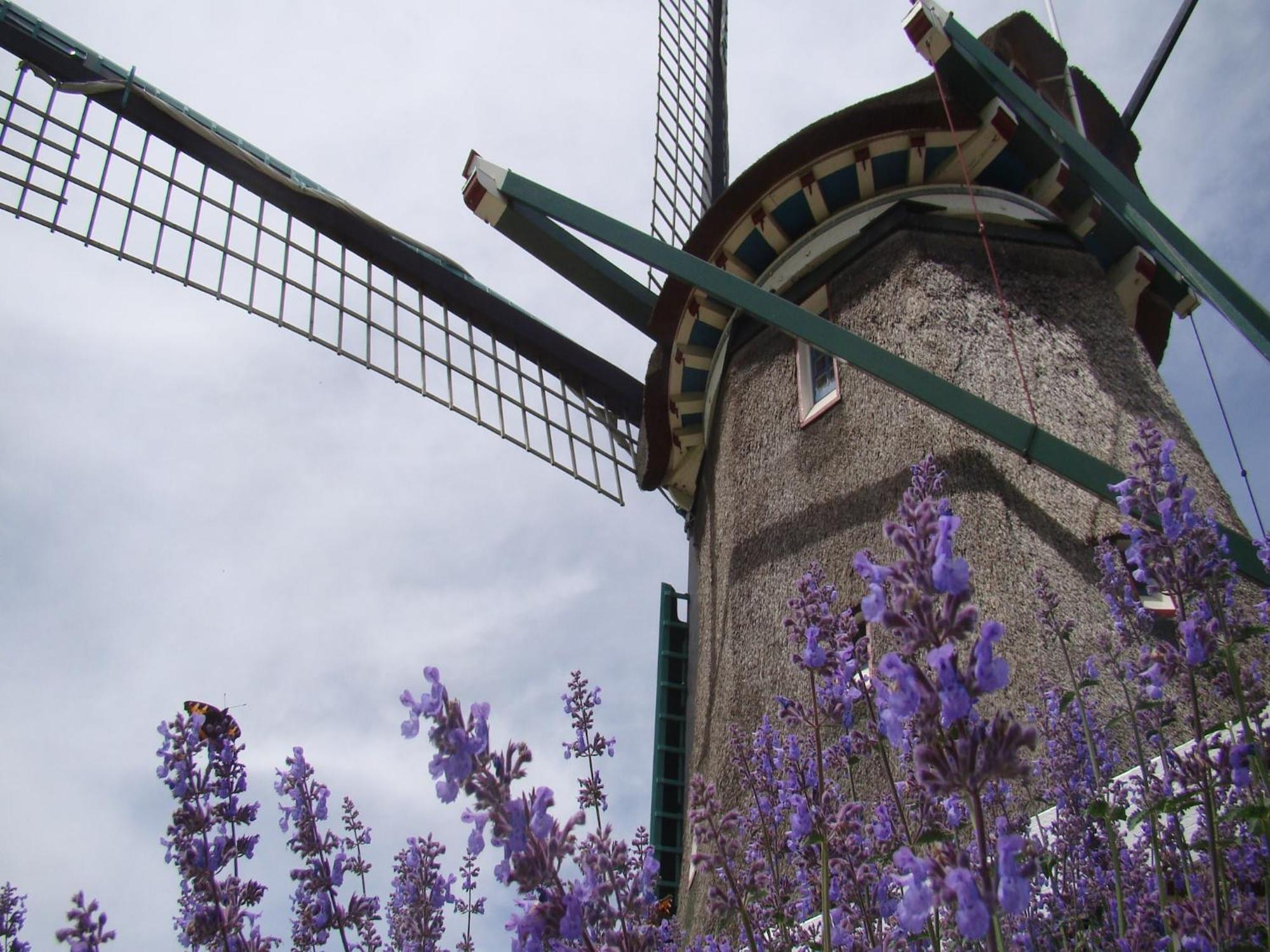 Spacious In The Beemster Near A Windmill